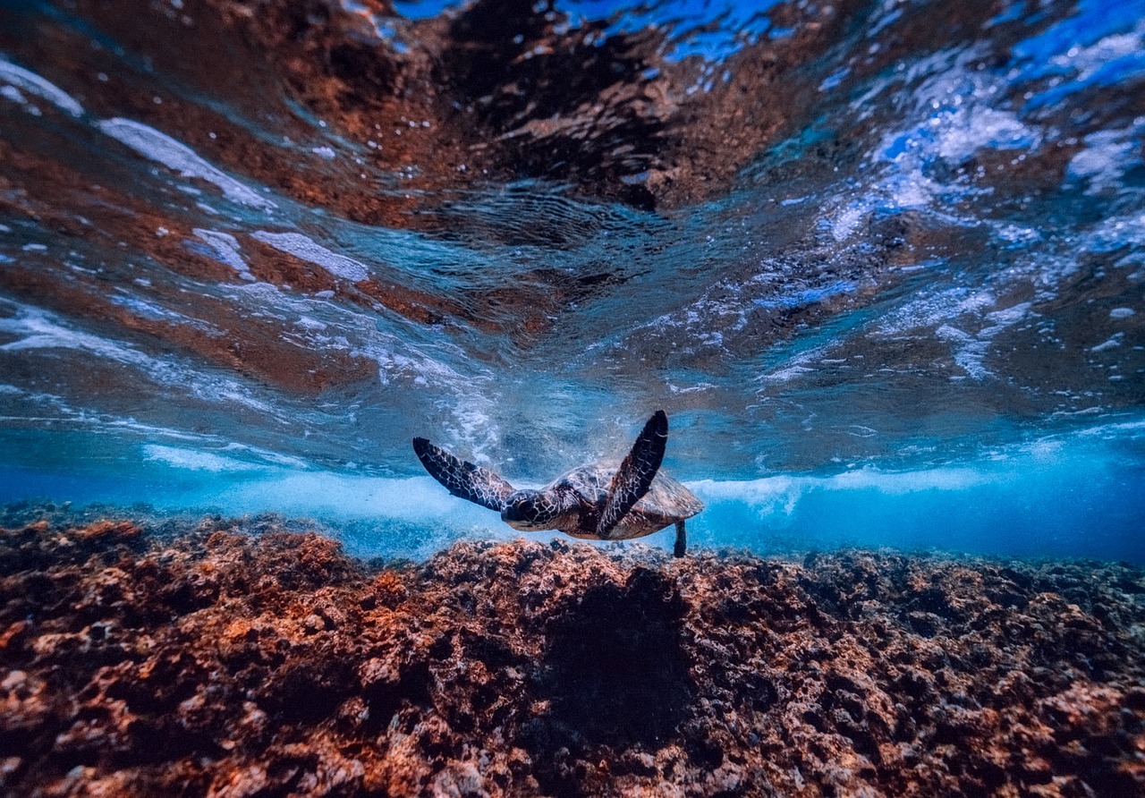 sea, ocean, underwater-2470908.jpg
